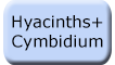 Hyacinths+Cyabidium